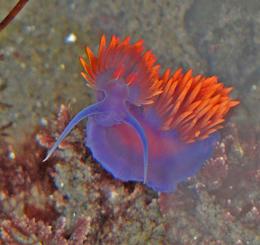 la jolla tidepools marine life colorful creature