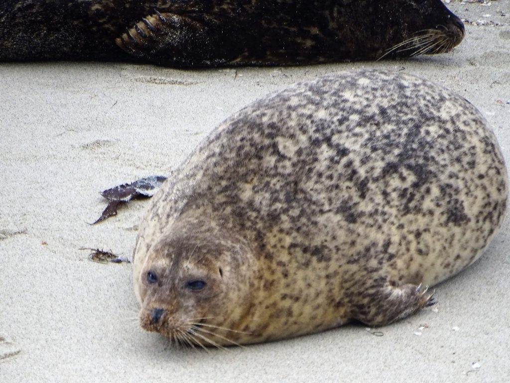a very pregnant seal momma contemplates life on the beach at the children's pool in La Jolla
