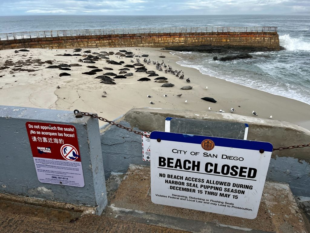 beach closed signage on chain link blocking access to stairs overlooking children's pool beach where many seals are laying
