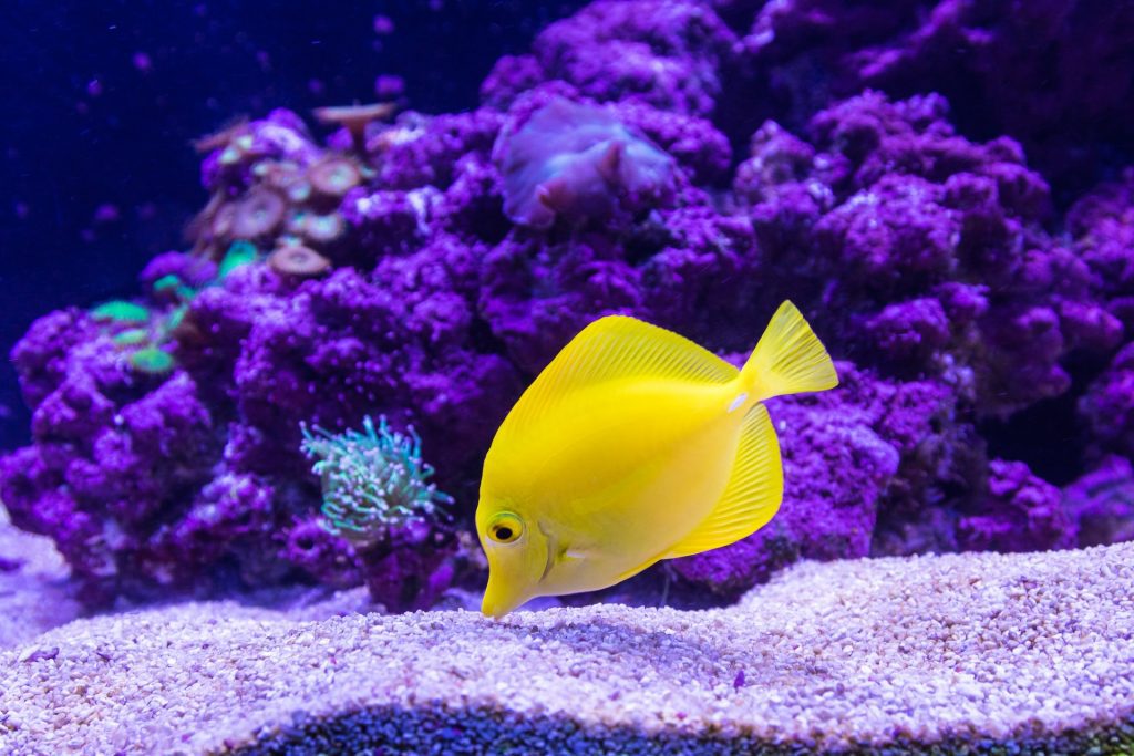 bright yellow fish swims in aquarium with coral and sand that is lit up with fluorescent purple lights