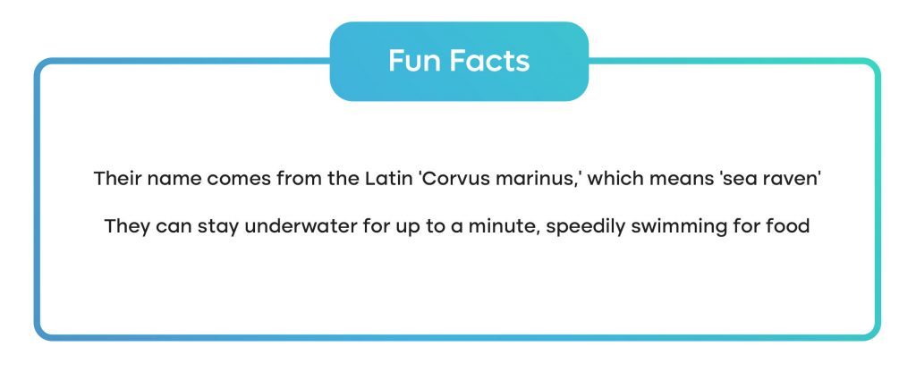 two fun facts about black cormorants 