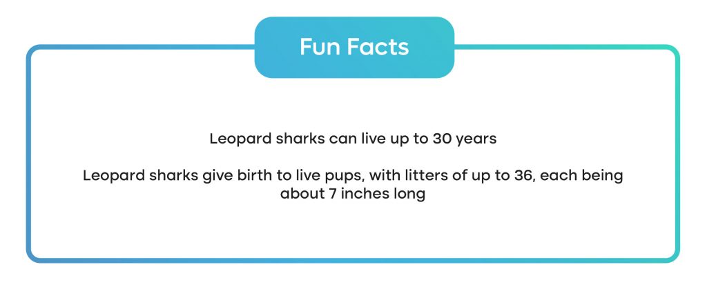 two fun facts about leopard sharks