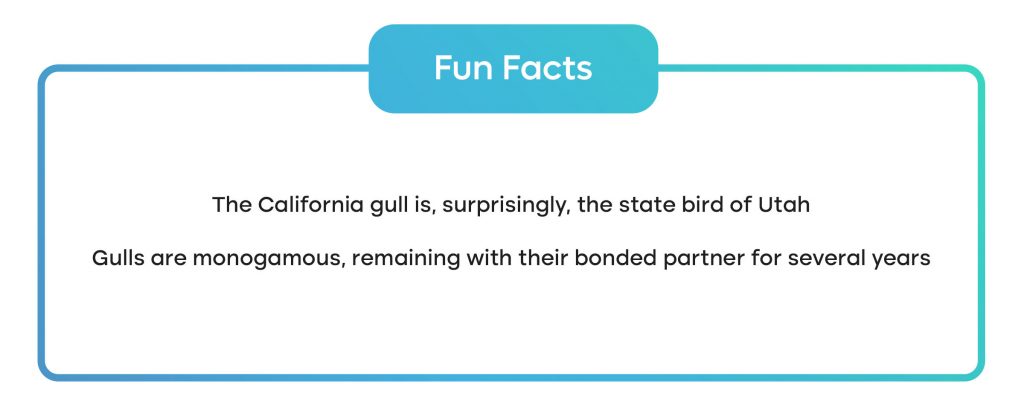 two fun facts about seagulls 