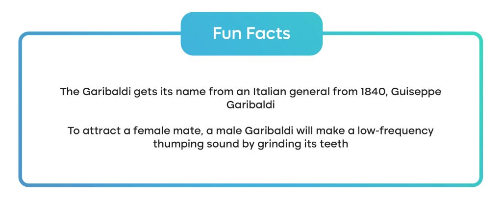 two fun facts about the Garibaldi fish