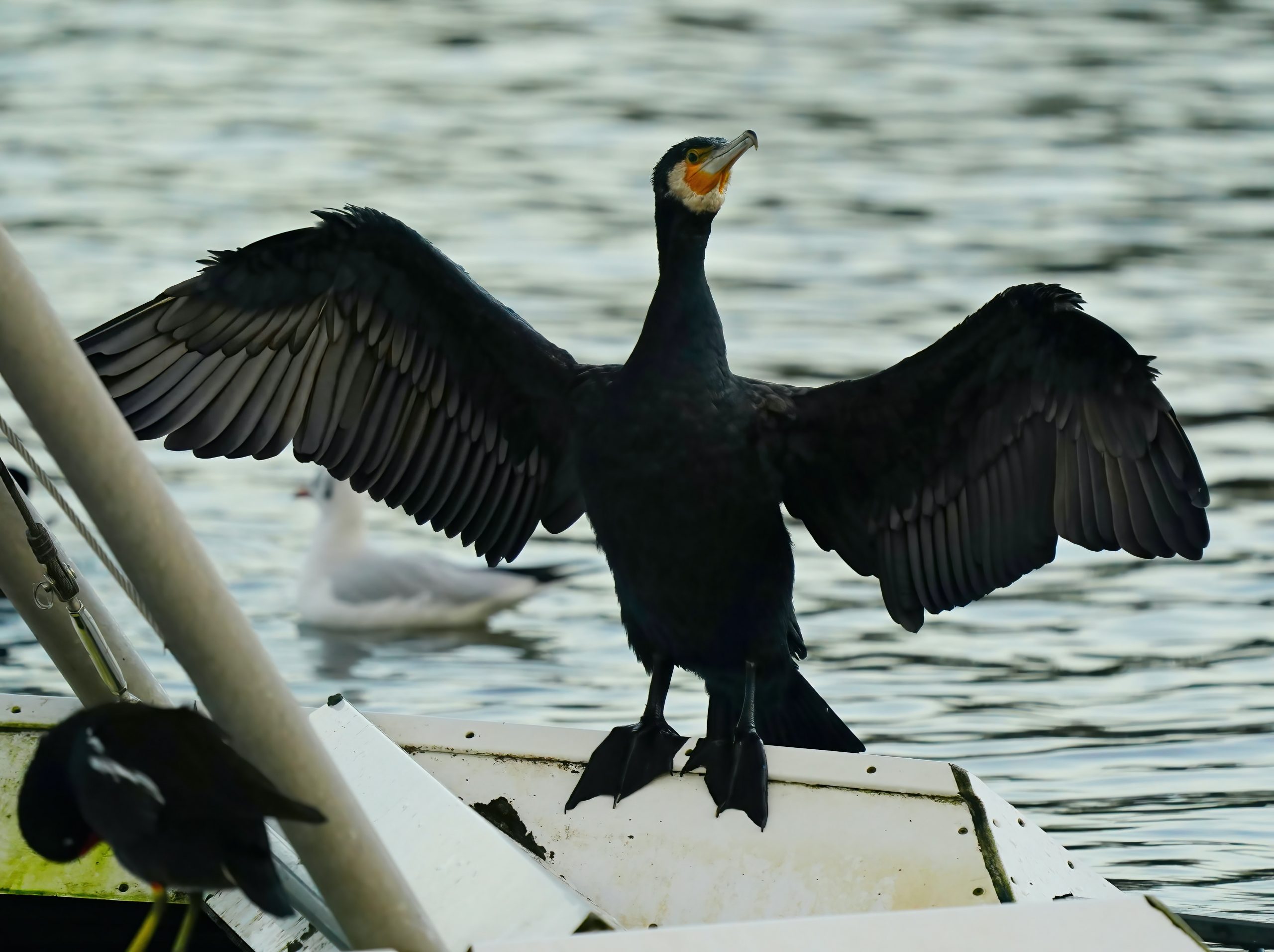 Black Cormorant bird in La Jolla with wings outstretched and webbed feet perched on the side of a boat
