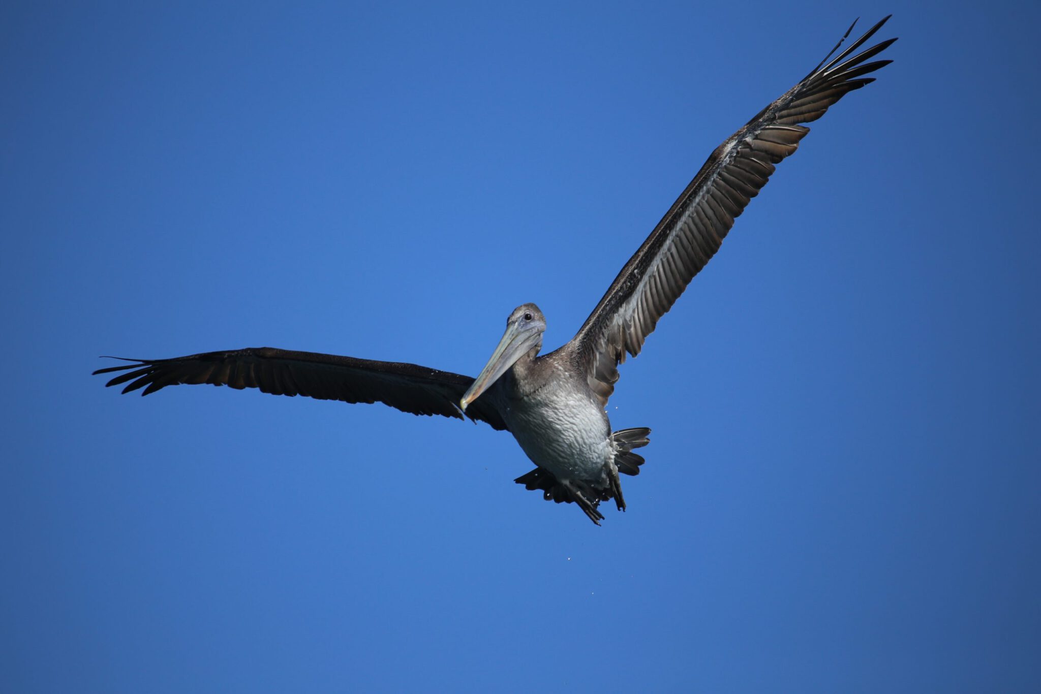 A single brown pelican in La Jolla flies against a blue sky with large wings outstretched