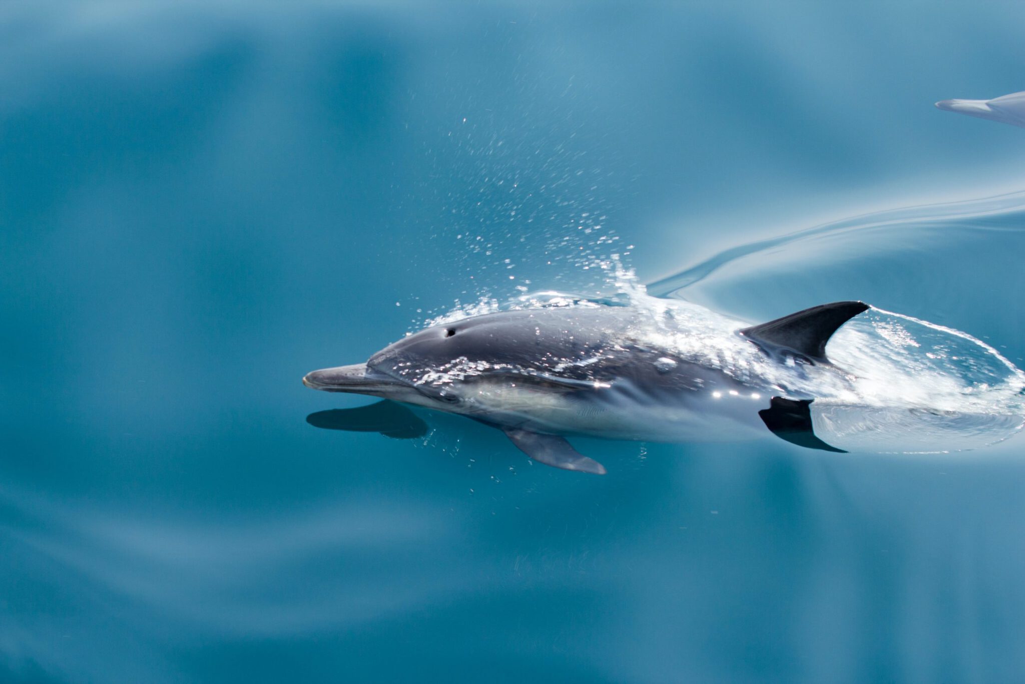 A single common dolphin in La Jolla swims in smooth ocean water