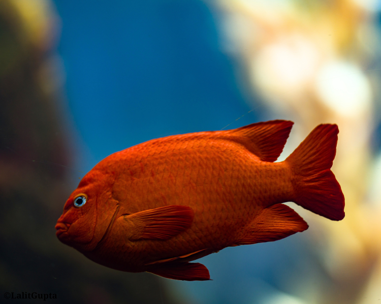 a single orange-red Garibaldi fish with a heart-shaped tail swimming in the underwater park in La Jolla.