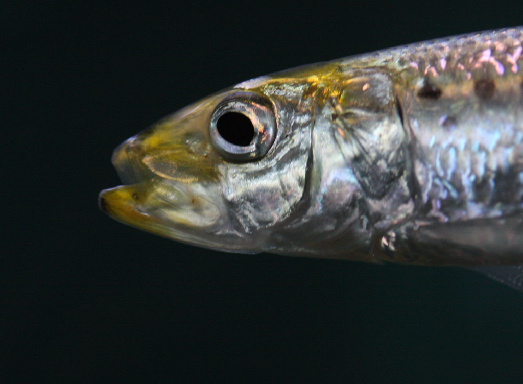 slender and silver grunion fish with golden, blue, and pinkish shiny hues. the mouth is open and the left eye is showing.