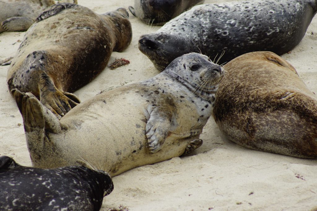seven sleepy harbor seals in La Jolla take naps on the beach in a group, but not touching