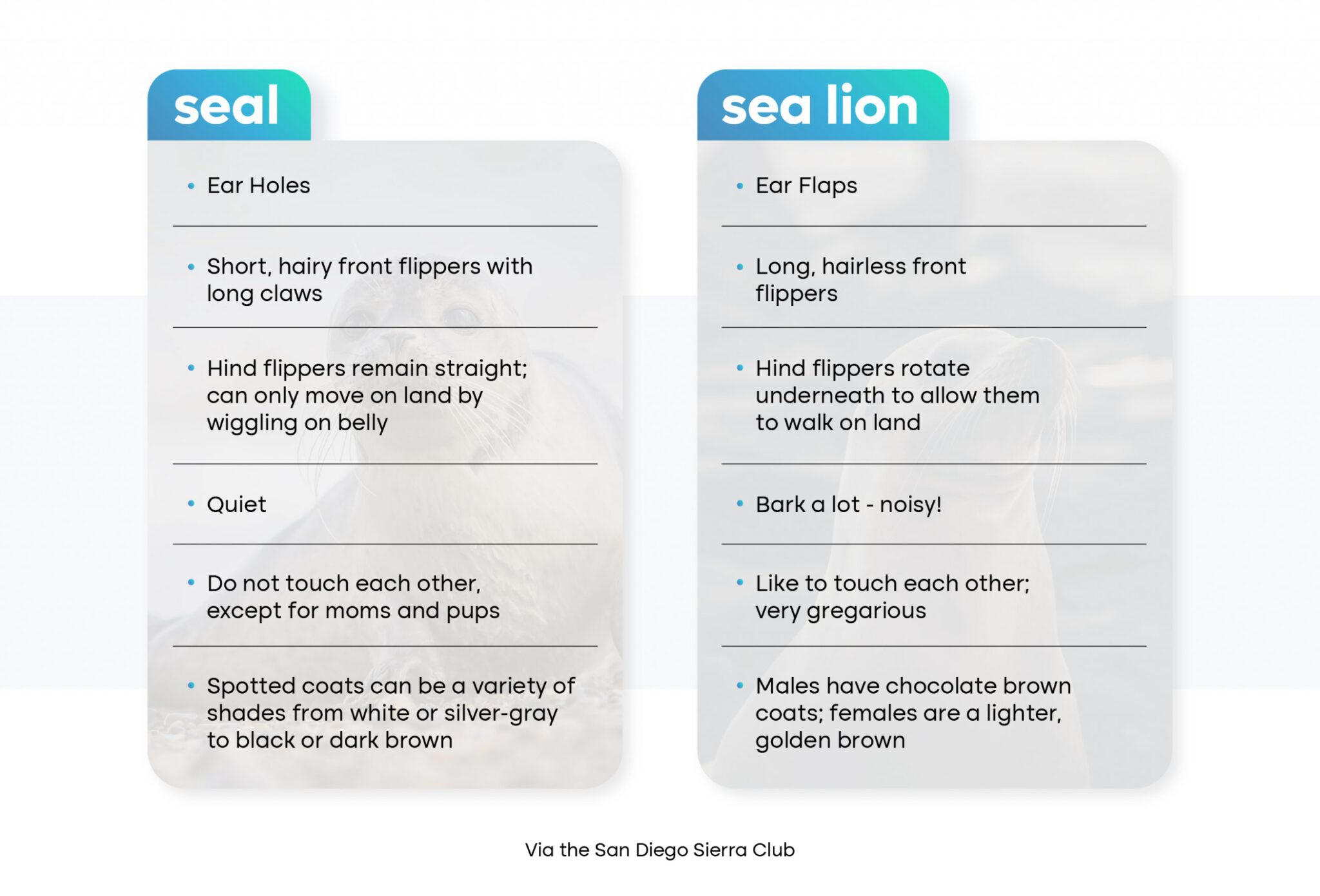 chart that breaks down the key differences between seals and sea lions