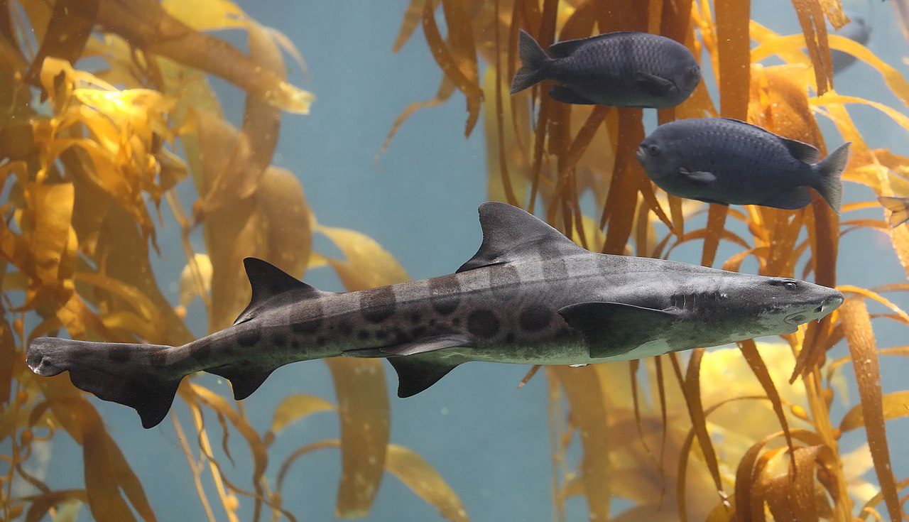 a single gray leopard shark in La Jolla swims in the yellow kelp forest with two small fish swimming nearby