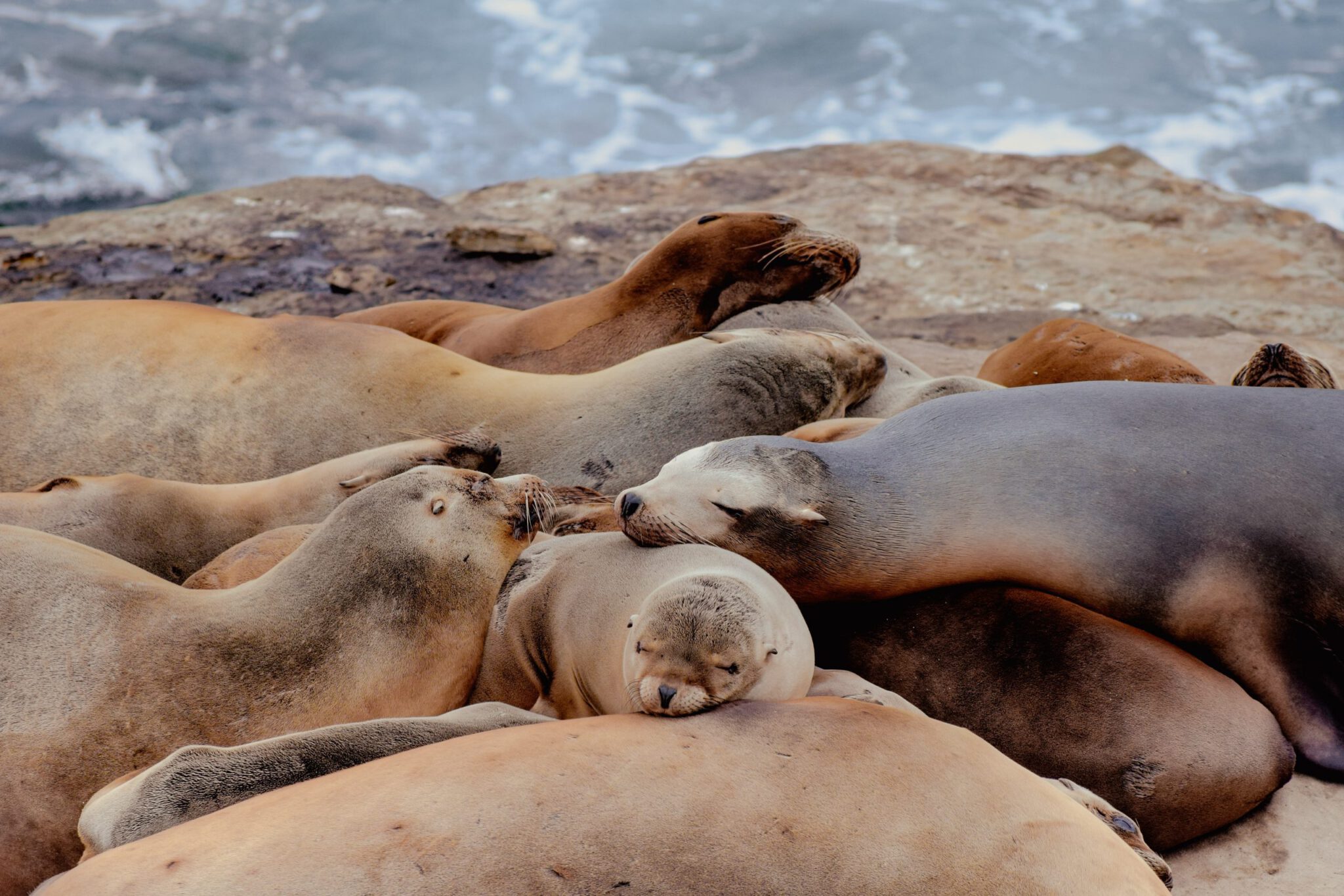 sea lions in La Jolla huddled together in one giant puddle taking a nap on the rocks next to the water
