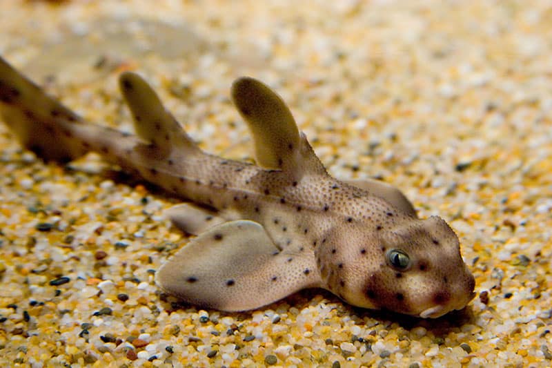 A single brown, spotted horn shark in La Jolla rests on the sandy ocean bottom 
