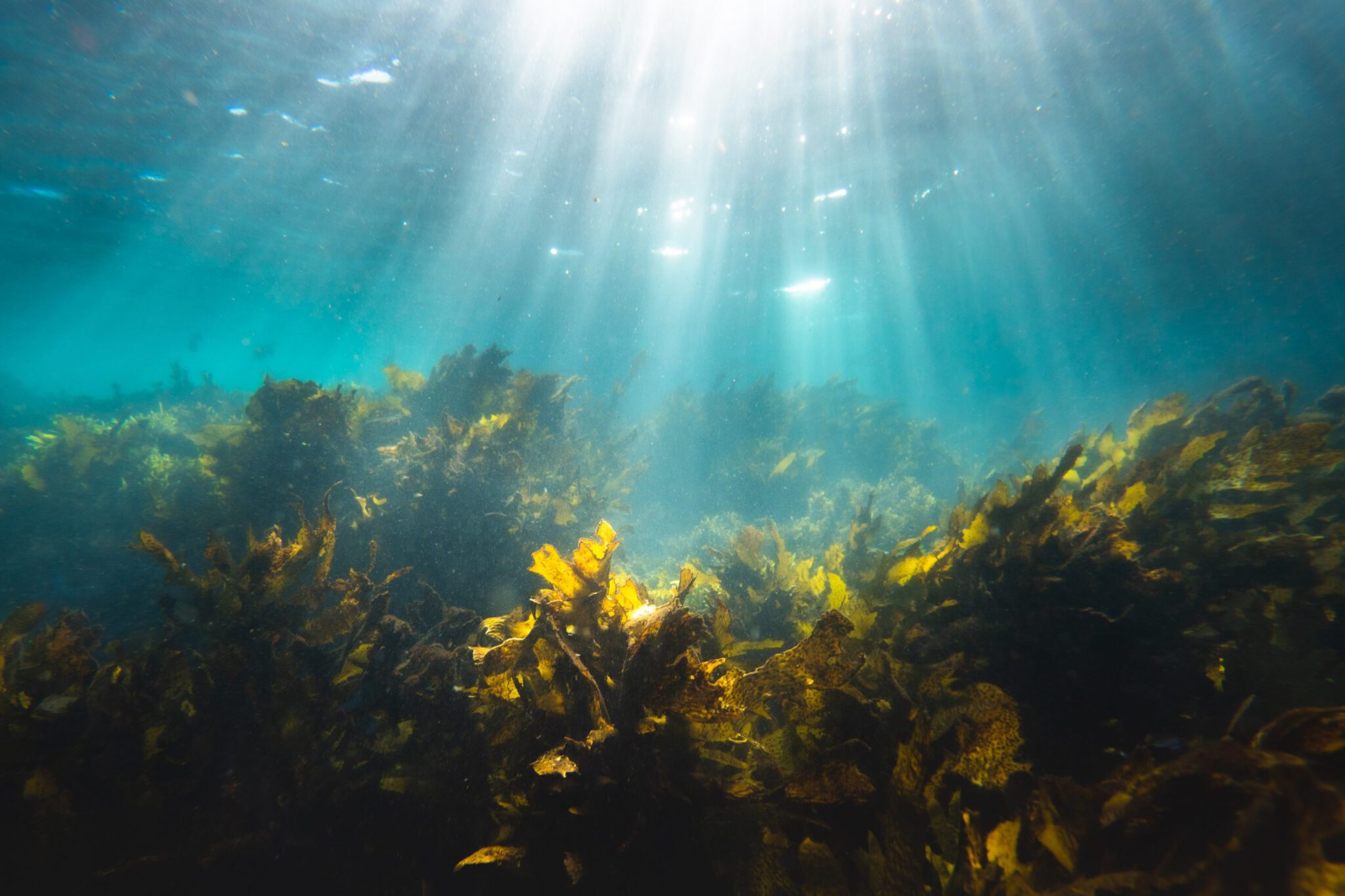 underwater park in La Jolla featuring coral reefs, kelp and the suns rays shining down through the water