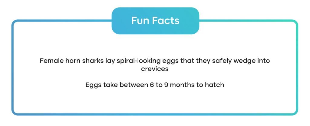 two fun facts about horned sharks 