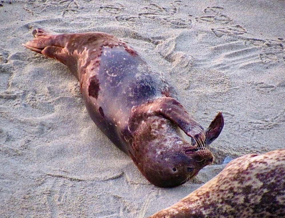 sick seal on the sand suffering from the harmful algal blooms 