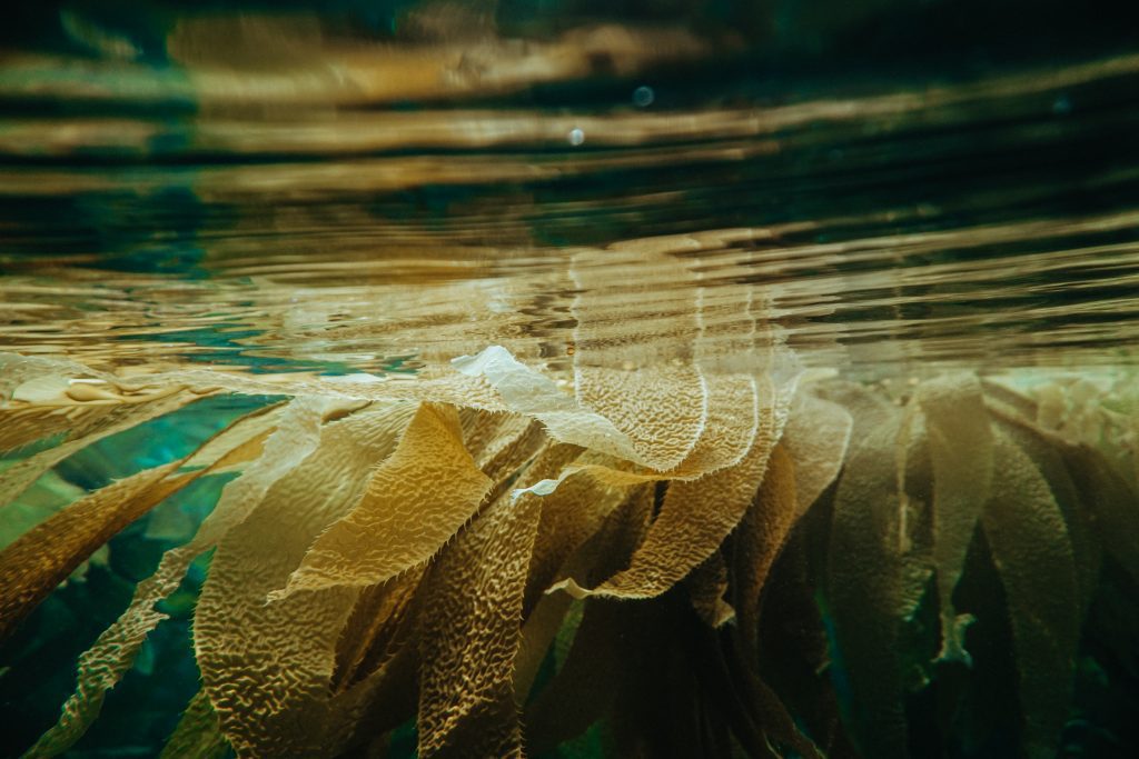 A single strand of yellow kelp floats horizontally at the waters surface in the La Jolla kelp forests 