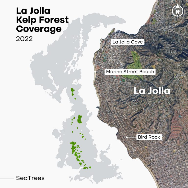 La Jolla's kelp forests in 2022 show the severe loss.
