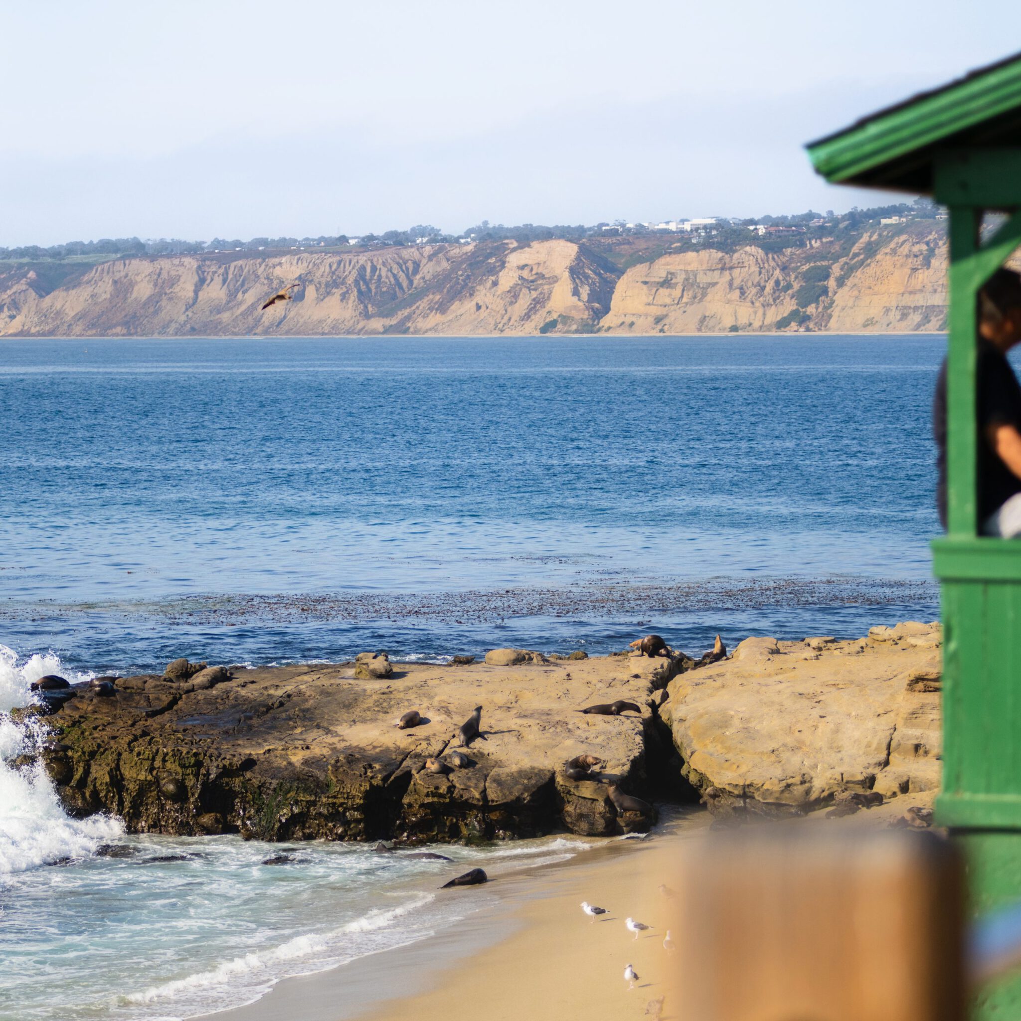 sea lions rest on part of jagged coast called point La Jolla.