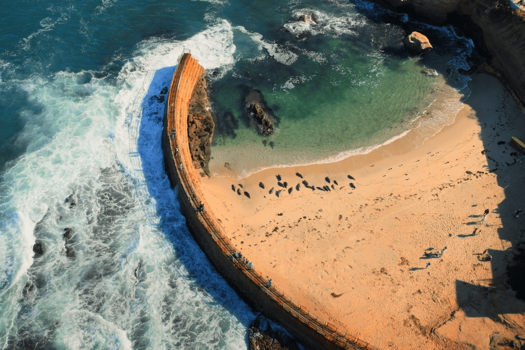 aerial drone view of the childrens pool in La Jolla with seals laying on the beach