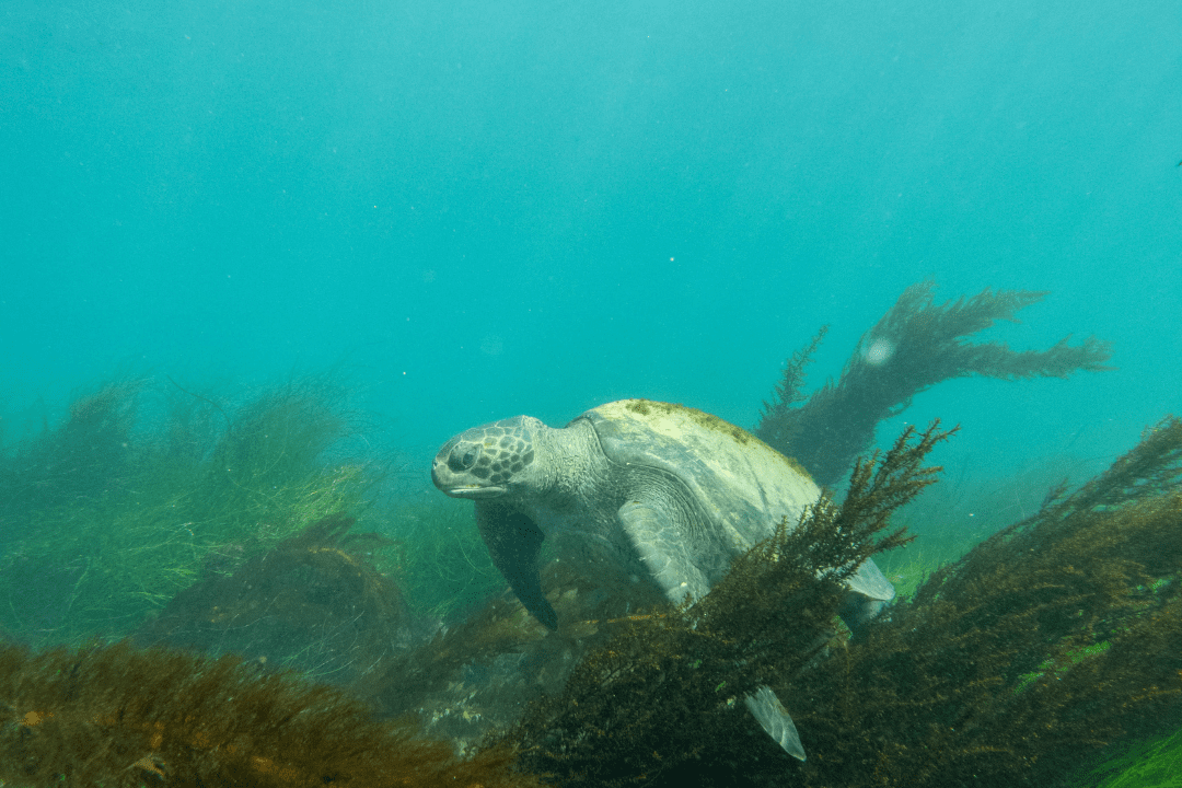 green sea turtles in La Jolla float in the moving seaweed