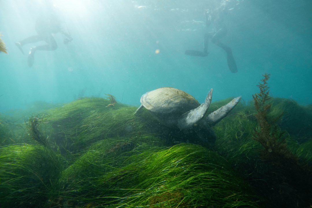 green sea turtles in La Jolla gracefully pass over green sea grass as a snorkeler observes