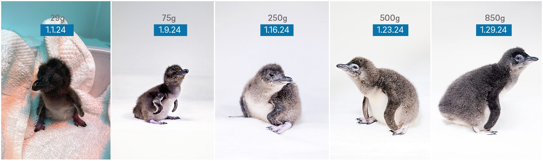 progression of newly hatched little blue penguin from being freshly hatched to a slightly bigger fuzzy baby at 850g