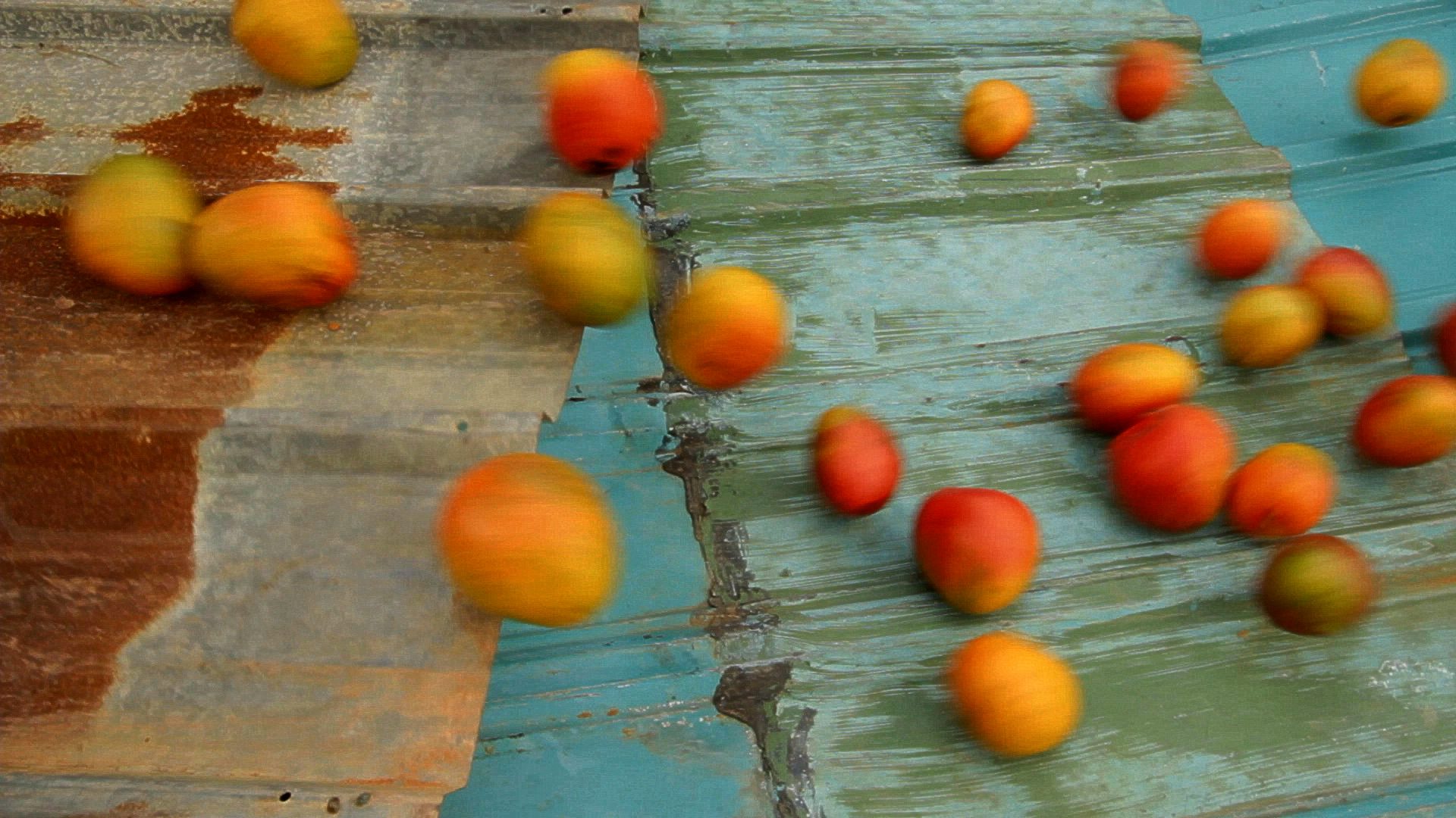 mangos rolling on multi colored metal, a still image as part of the formation form exhibit