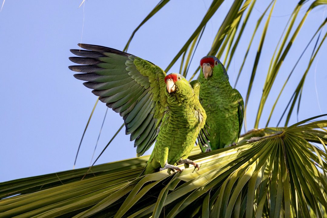 a pair of wild parrots in San Diego rest on a palm frond in La Jolla with one wing outstretched