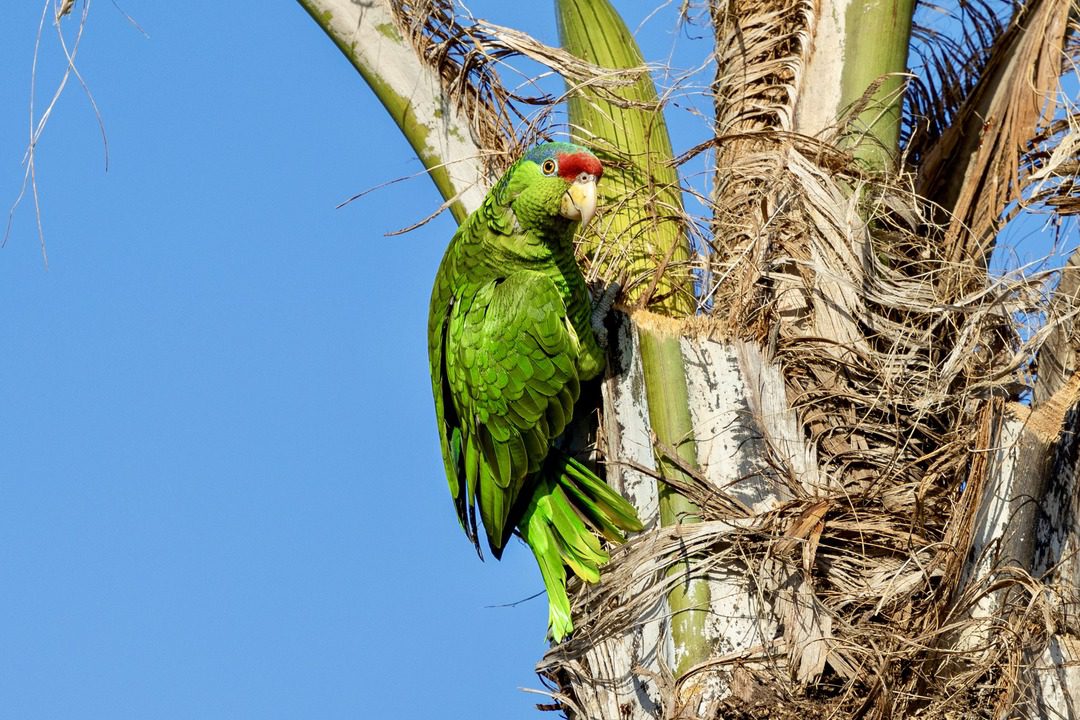 wild parrots in San Diego cling to a palm tree in La Jolla