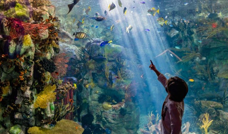 Birch Aquarium