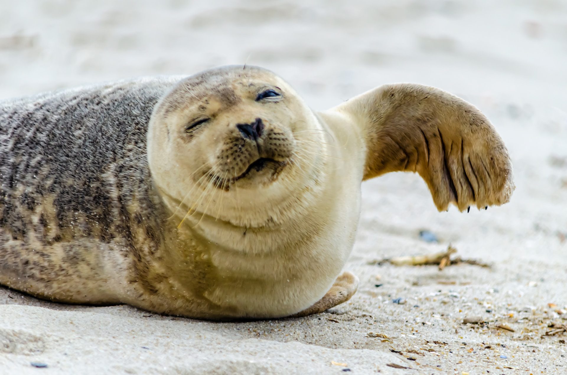 happy sea lion lays on the sand seemingly smiling with one flipper raised in the air
