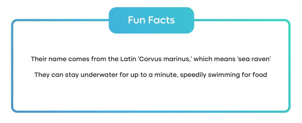 two fun facts about black cormorants 