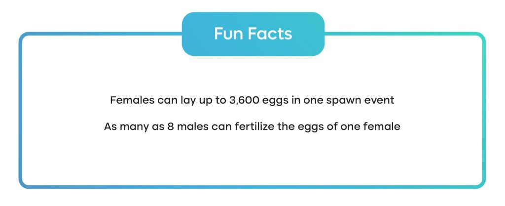 two fun facts about the grunion fish