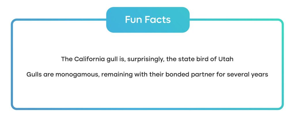 two fun facts about seagulls 