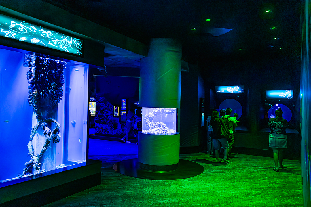 birch-aquarium-living-seas-exhibit