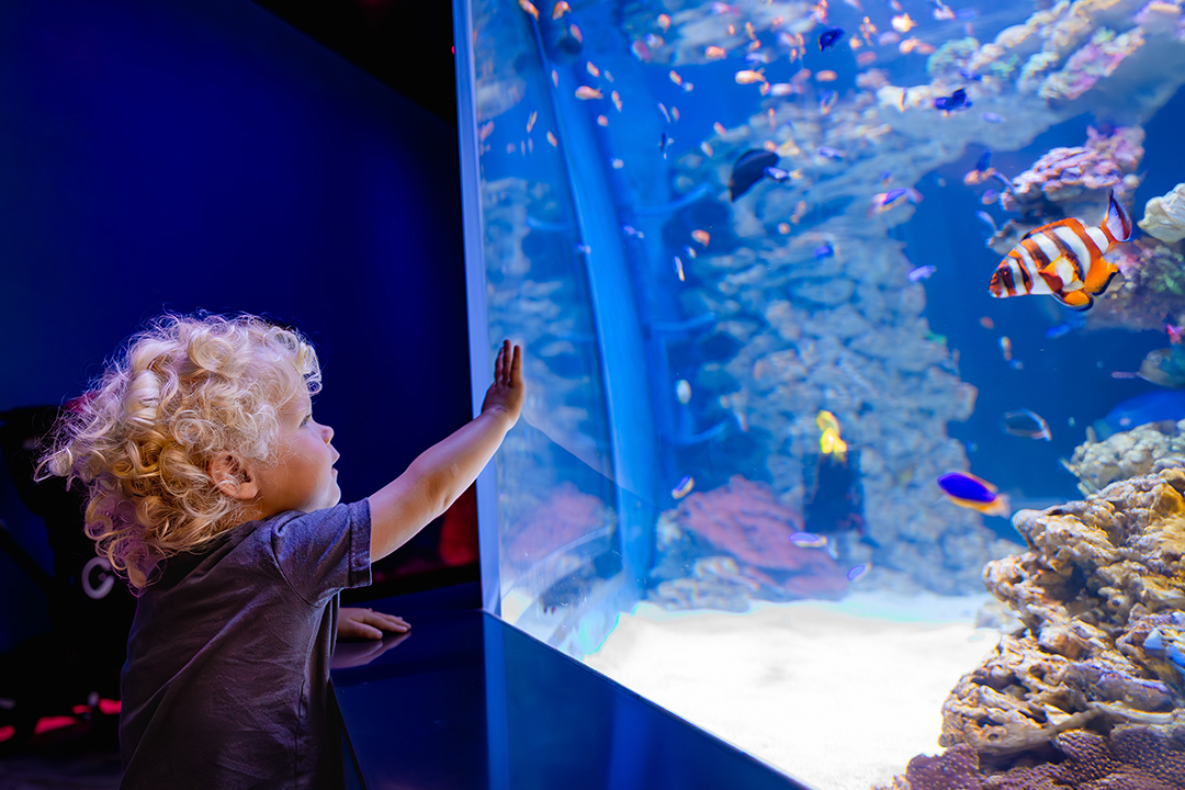 living-seas-birch-aquarium-discover