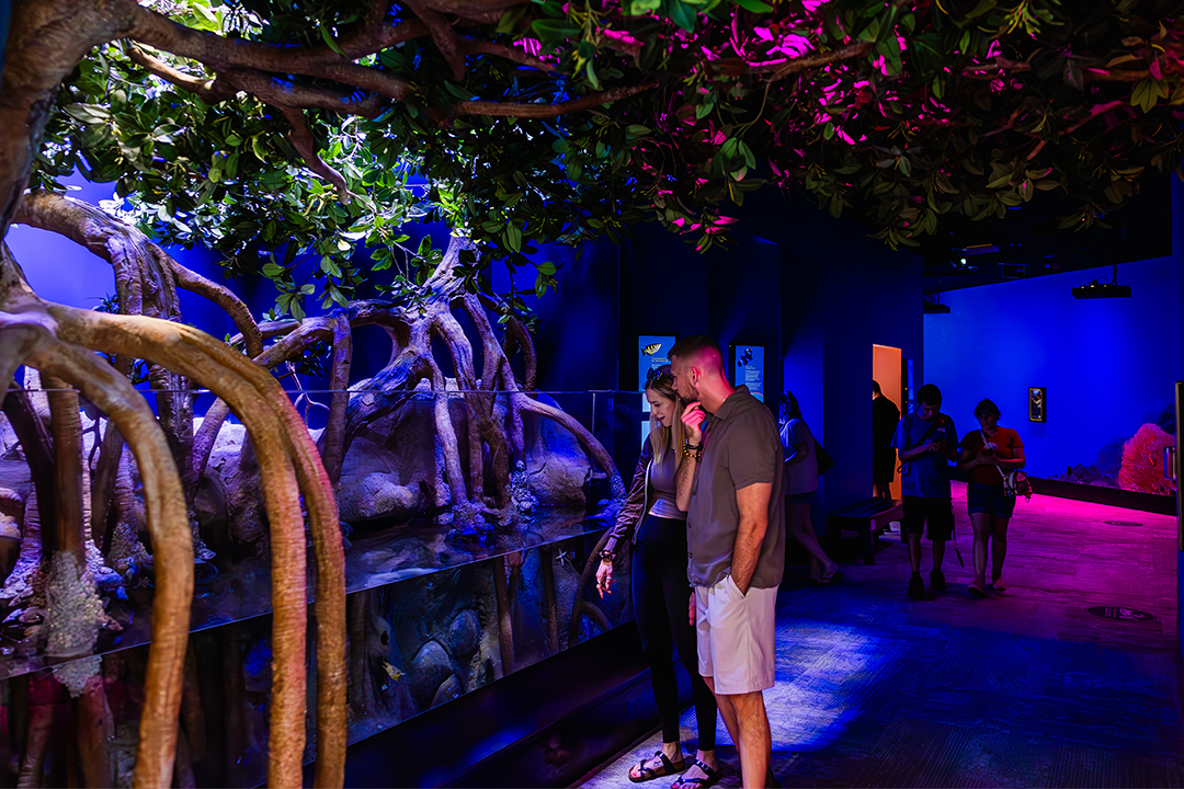 living-seas-birch-aquarium