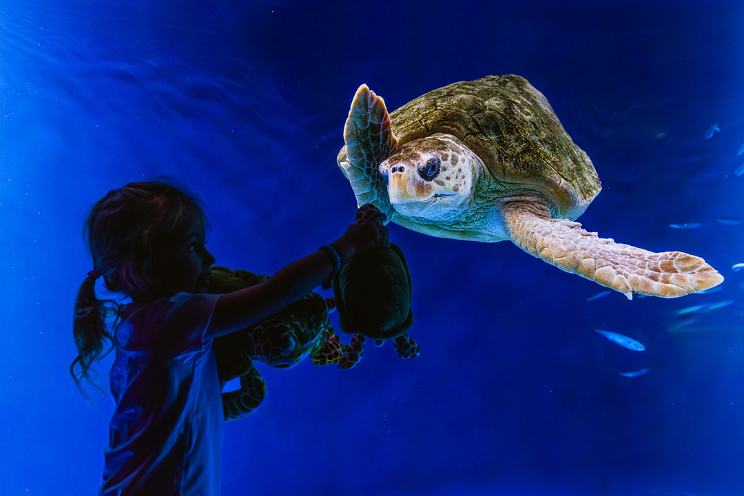 living-seas-exhibit-turtle