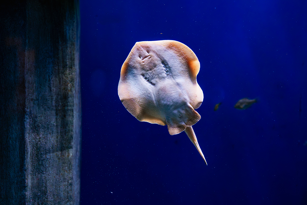 living-seas-ray