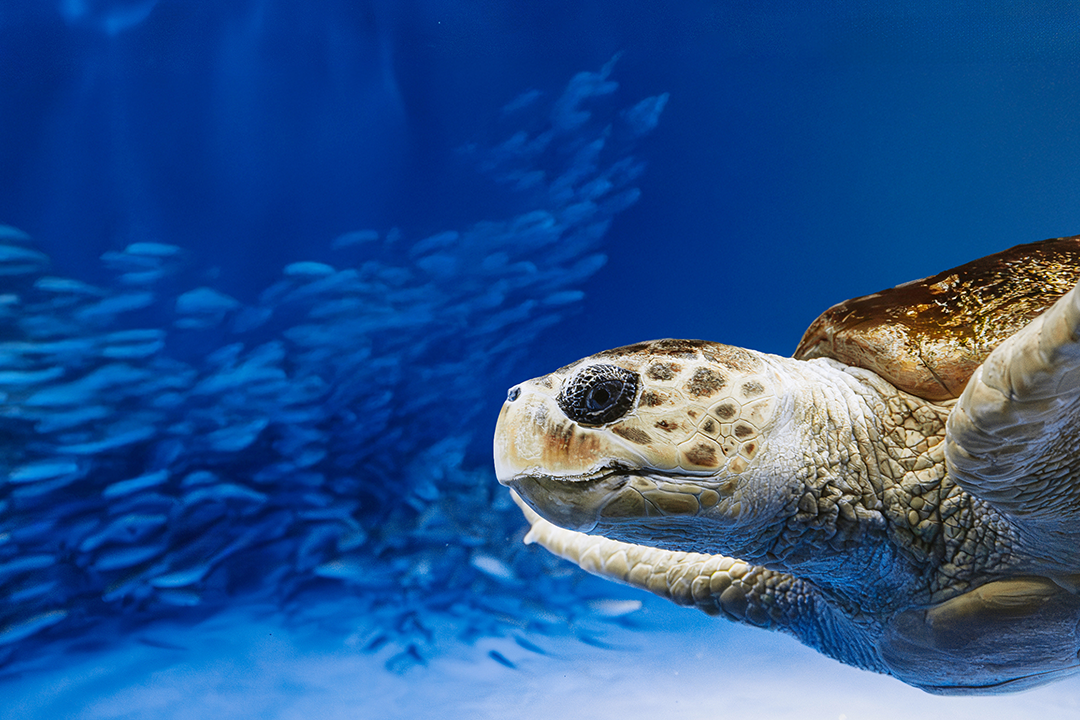 living-seas-turtle