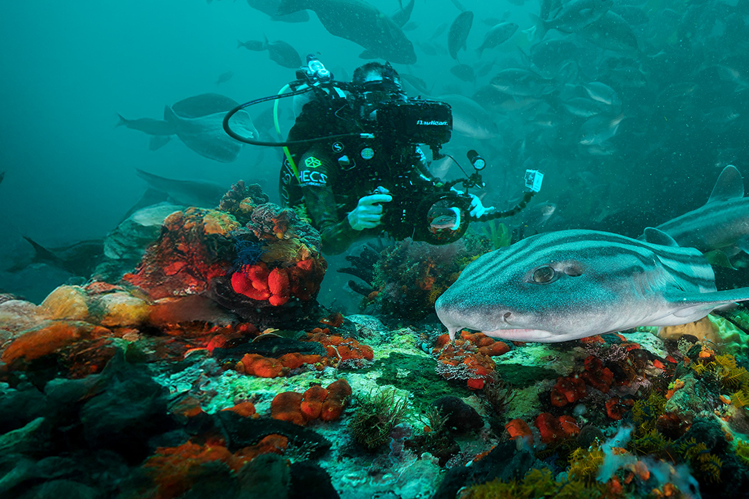 All the Sharks/Netflix