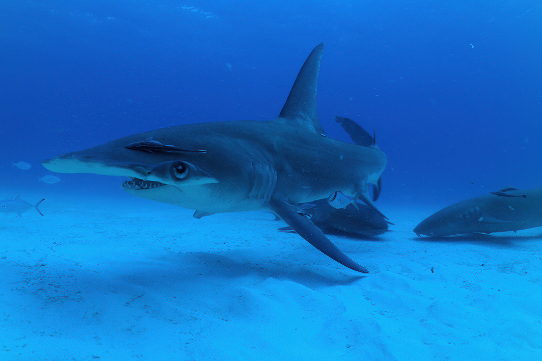 All the Sharks/Netflix