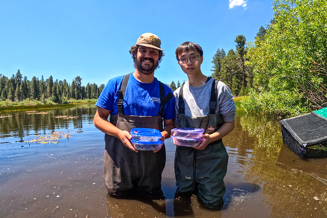 Birch Aquarium’s Frog Care Team (Sean Bruce and Jackson Vu) releases the frogs they’ve been raising behind the scenes for over a year. Photo courtesy of Birch Aquarium at Scripps/Alex Feltes
