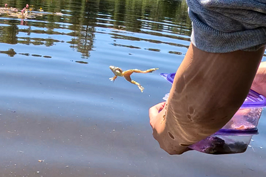 yellow-legged-frogs-release