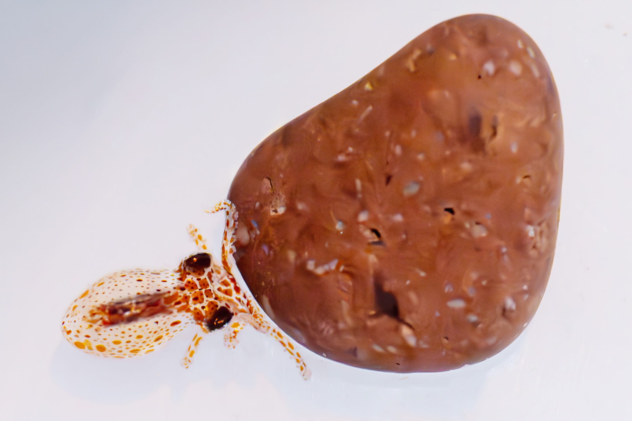 A tiny “settled” Red Octopus explores its surroundings, using its eight arms and many suction cups to grip a small rock./Image courtesy of Birch Aquarium