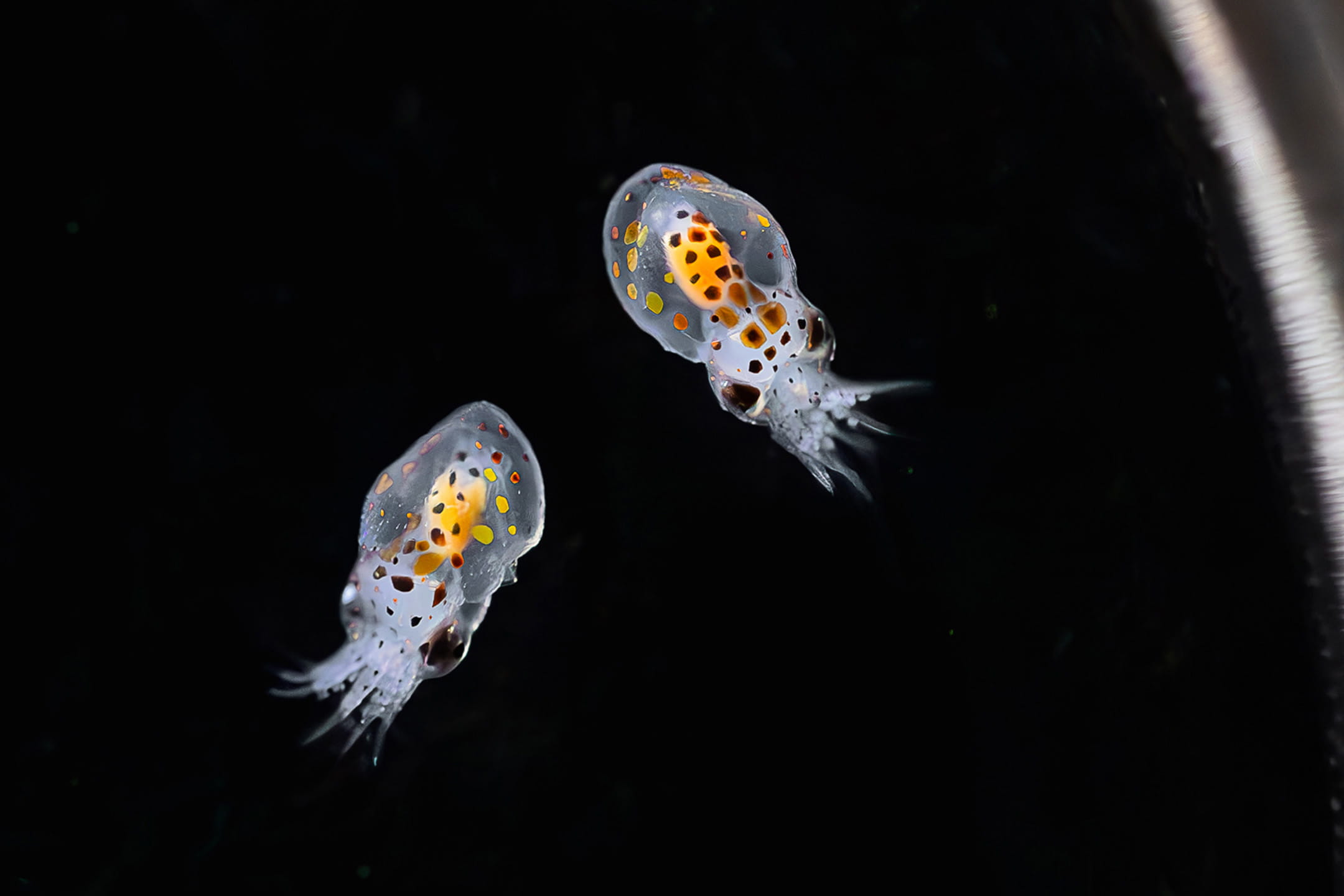 Two newly hatched Red Octopuses at Birch Aquarium. They already display chromatophores — the color changing pigments that help an octopus change color and even texture./Image courtesy of Birch Aquarium