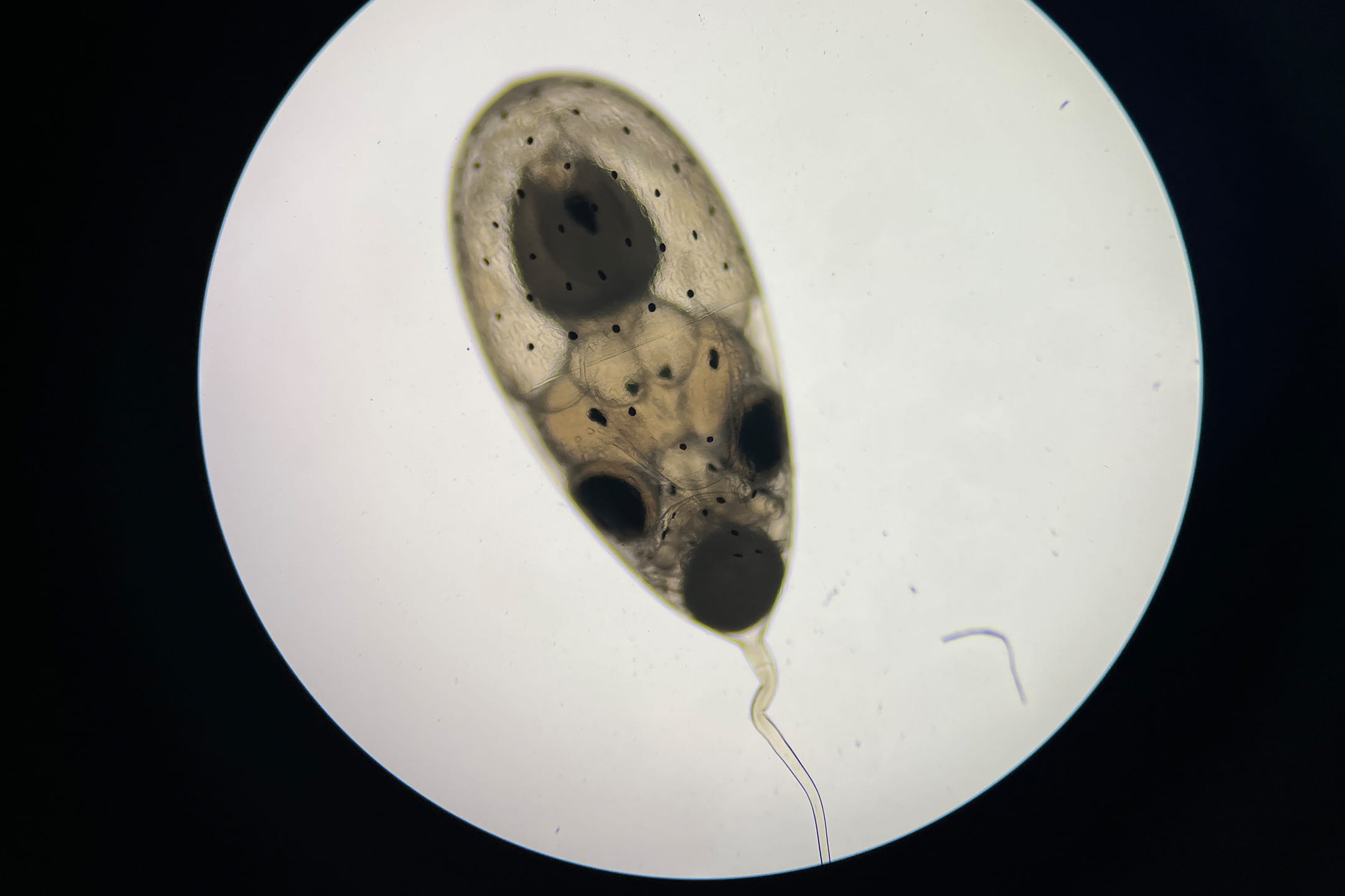 A photo of a Red Octopus egg at day 89 of development./Image courtesy of Birch Aquarium