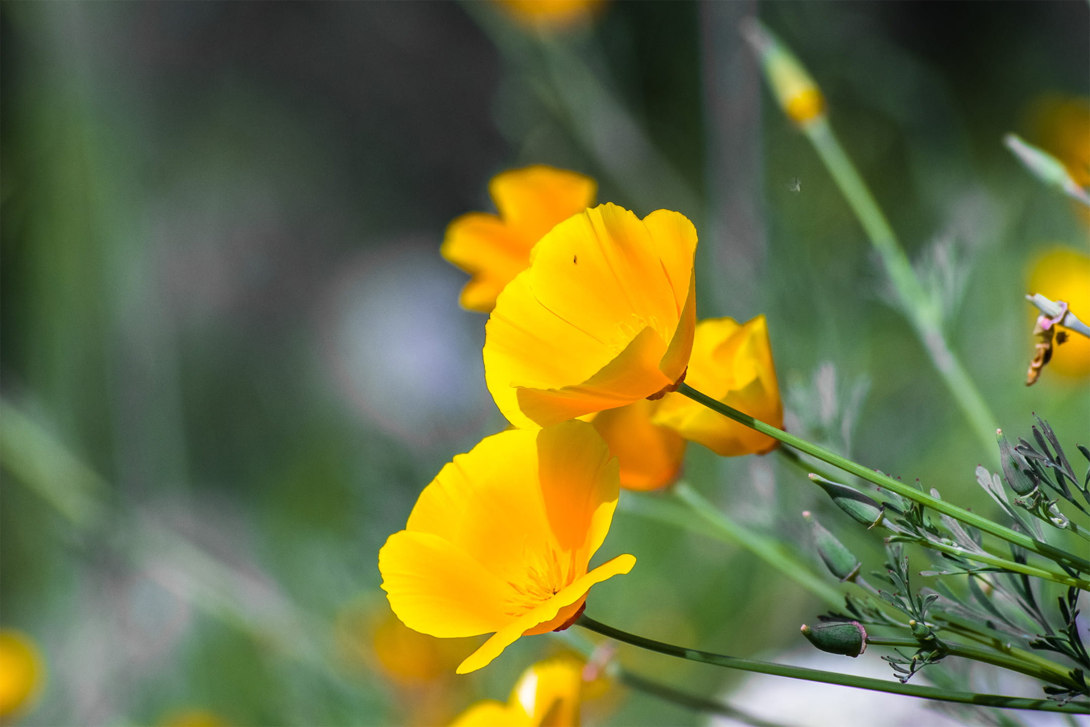 Golden California poppies shining bright among torrey pines wildflowers in spring at Torrey Pines State Natural Reserve